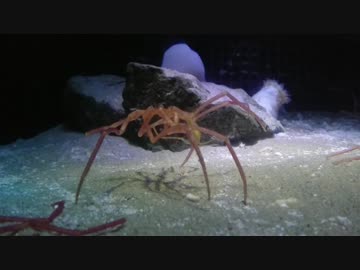 ウミグモの移動