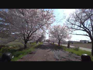 無駄に荘厳な感じのするお花見ポタリング