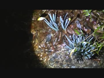 深夜の山菜摘みに行って定食を作ろうZE！