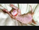 保護ねこ成長記録（6）保護36日目～38日目