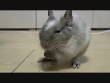 デグ日.vol 5 ~セレクションジャンキー小太郎~