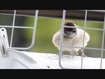 スズメ ブルブル