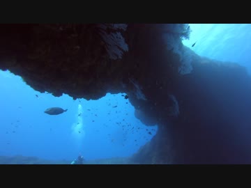 潜ってきました　【No.1】＠八丈島八重根
