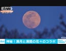 ブルームーンが照らす　満開の桜と菜の花が神秘的に