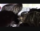 こんしゅうのおやつ【蒼民家の猫々】