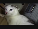 こんげつのたいじゅうそくてい【蒼民家の猫々】