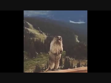 何度でも絶叫するビーバー