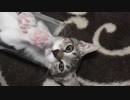 透明な筒で押し合う子猫のバトルがかわいい