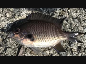 釣り動画ロマンを求めて 144釣目（後編：熱海港海釣り施設)