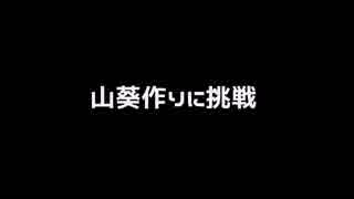 山葵作りに挑戦　2期　その1