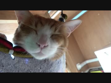 ハンモックでわちゃわちゃ楽しそうな猫