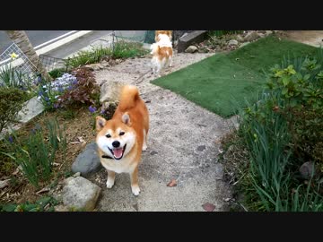 うちの、やたら明るい顔の柴犬くん