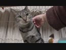 【Jean & Pont 958】譲渡会が終わって日常が戻ったけどラブくん卒業