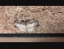 眠りながら、もぐもぐタイム