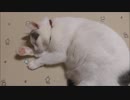 どうしても伸び伸びしたい猫