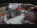 【Jean & Pont 959】忙しくなるぞ！まずは先住猫のジャンくんを愛でる