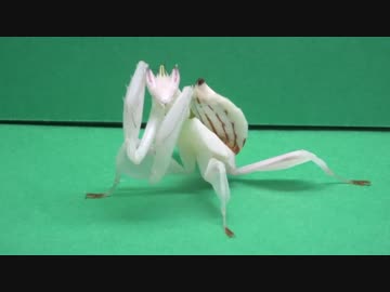 [閲覧注意!!]　ハナカマキリ(幼虫)にゴキブリを食べさせてみた。 ( Hymenopus coronatus)