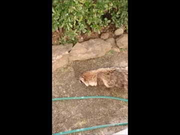 野良猫？...えっ？タヌキ昼間の住宅地にタヌキだ！（スマホで撮影）