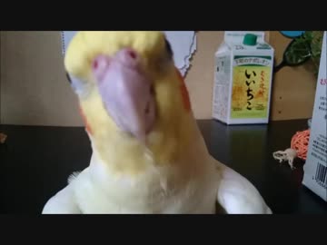 アピールしたり無視したり忙しいインコ