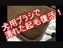 【ゆっくりライフハック】潰れた起毛を復活させる