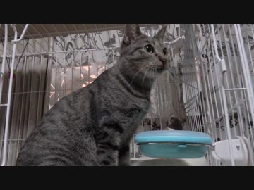 【Jean &amp; Pont 961】5匹の猫たちに平穏が戻った