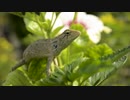 Lizard On Green Leaves＠池本康弘