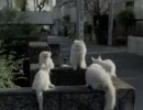 ホワイトコール　猫なの編