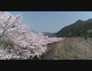 埼玉県飯能市名栗にある入間川沿いの満開の桜をdroneで空撮 No.1 HD