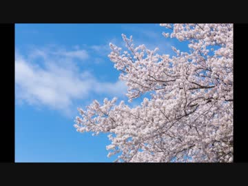 さくら楽曲集