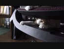 やんちゃ子猫が隙間に侵入する