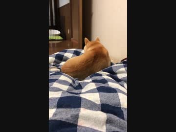 動かざること犬の如し