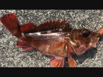 釣り動画ロマンを求めて 145釣目（湯河原海浜公園)