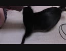 【Jean & Pont 964】保護猫兄弟は立派な家猫になった！一時預かり３ヶ月