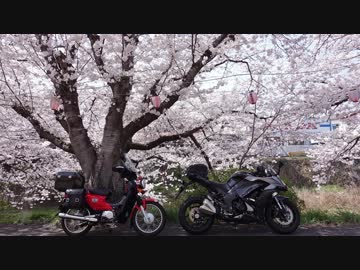 【Ninja1000】お花見ツーに行ってきた【クロスカブ】