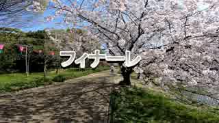 フィナーレ　長居公園のソメイヨシノ