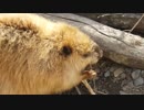 アメリカビーバーがかじかじしてるだけ