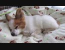 布団の上でまったりするワンコ（パピヨン）