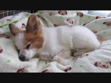 布団の上でまったりするワンコ（パピヨン）