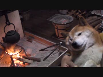 【柴犬ジロー】 囲炉裏端で一杯 2