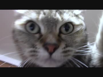 拾いねこ＠生後2100/2067日目　今日は2100日記念。