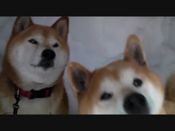 【柴犬ジロー・ラン】　2018-4