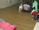 猫と犬とそしてフェレット②