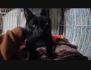 【Jean & Pont 966】トライアルの前にパパがラブくんに言い聞かせ