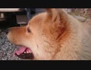 父が帰ってきたときのメイリオの反応