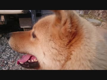 父が帰ってきたときのメイリオの反応