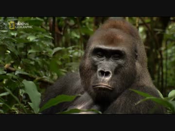 コンゴのフレンズ「類人猿の王国」