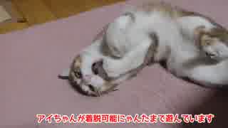 着脱可能にゃんたまで遊ぶ猫