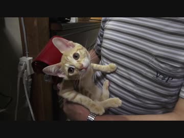 ミニランドセルを背負った新１年生子猫がかわいい