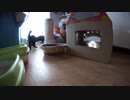 【Jean & Pont 967】保護猫ラブくんトライアル前日の最後の甘やかし
