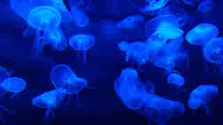 Blue Jellyfish＠坂本まり